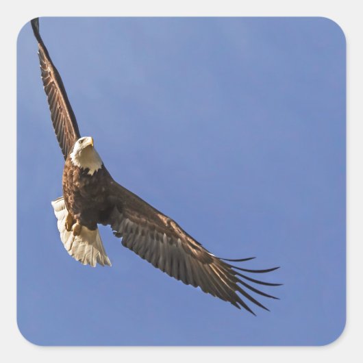 Soaring Bald Eagle Vierkante Sticker (Voorkant)