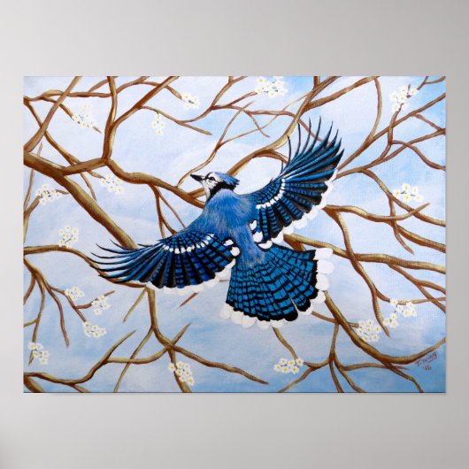Soaring Blue Jay Poster (Voorkant)