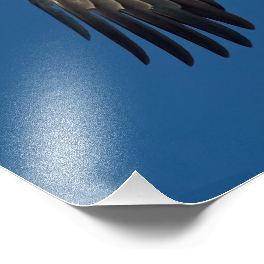 Soaring Eagle Foto Afdruk (Hoek)