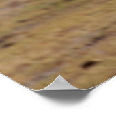 Soaring Hunter, een Afrikaanse roofvogel tijdens d Poster (Hoek)