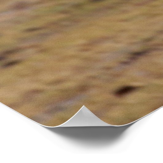 Soaring Hunter, een Afrikaanse roofvogel tijdens d Poster (Hoek)