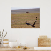Soaring Hunter, een Afrikaanse roofvogel tijdens d Poster (Keuken)
