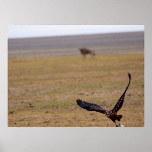 Soaring Hunter, een Afrikaanse roofvogel tijdens d Poster (Voorkant)