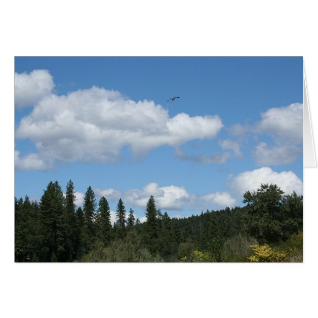 Soaring Osprey (Voorkant Horizontaal)