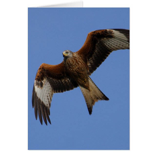 Soaring Red Kite (Voorkant)