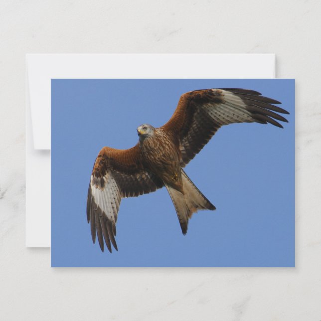 Soaring Red Kite (Voorkant)
