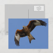 Soaring Red Kite Briefkaart (Voorkant / Achterkant)