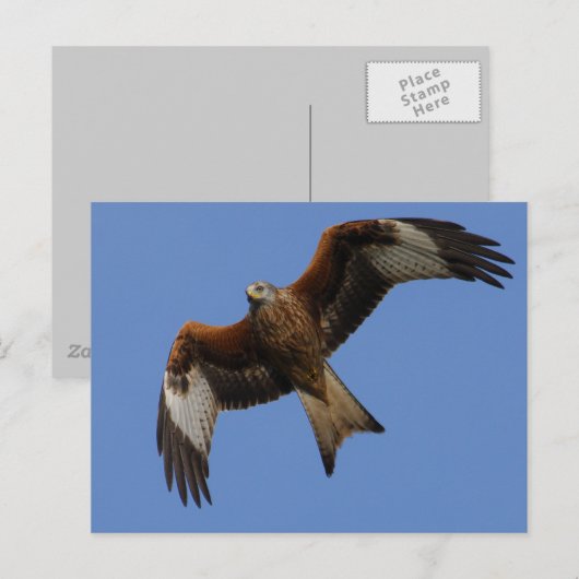 Soaring Red Kite Briefkaart (Voorkant / Achterkant)