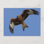 Soaring Red Kite Briefkaart (Voorkant)