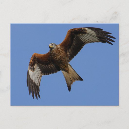 Soaring Red Kite Briefkaart (Voorkant)