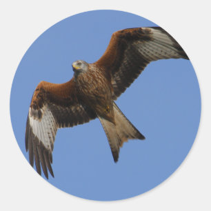 Soaring Red Kite Ronde Sticker