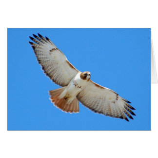 Soaring Red-Tailed Hawk Card