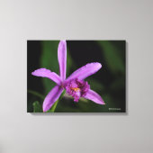 Sobralia Bouchei Canvas Afdruk (Voorkant)