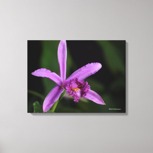Sobralia Bouchei Canvas Afdruk (Voorkant)