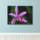 Sobralia Bouchei Canvas Afdruk (Insitu (Houten vloer))