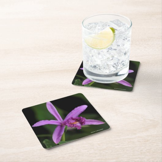 Sobralia Bouchei Kartonnen Onderzetters (Insitu)