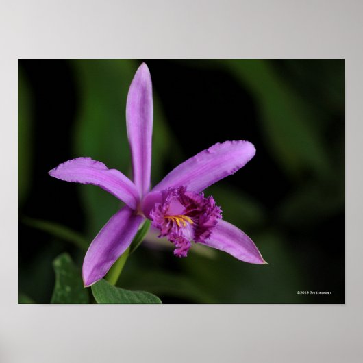 Sobralia Bouchei Poster (Voorkant)