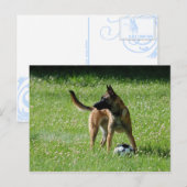 Soccer Malinois Briefkaart (Voorkant / Achterkant)