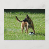 Soccer Malinois Briefkaart (Voorkant)