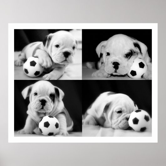 "Soccer Puppies" English Bulldog Collage Poster (Voorkant)