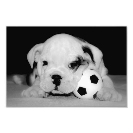 "Soccer Puppy" English Bulldog Foto Afdruk (Voorkant)