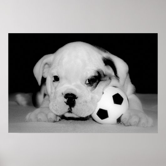 "Soccer Puppy" English Bulldog Poster (Voorkant)