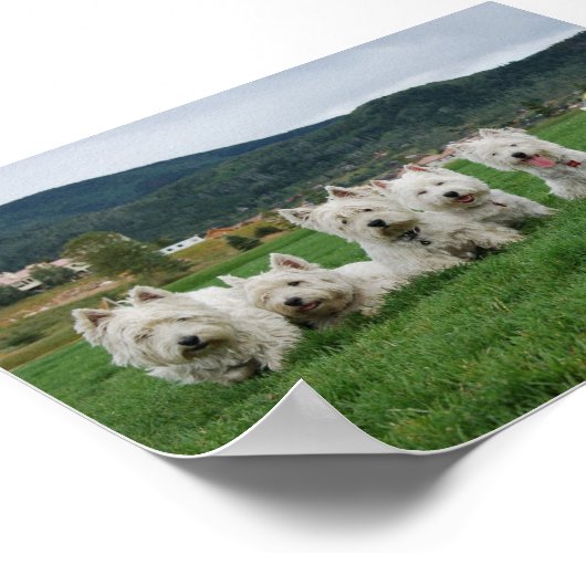 Soccer Westies Poster (Hoek)