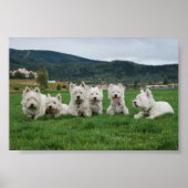 Soccer Westies Poster (Voorkant)