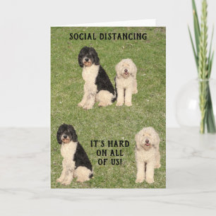 Social Distancing Golden Doodle Kaart