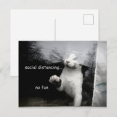 Social Distancing Kitten Briefkaart (Voorkant / Achterkant)