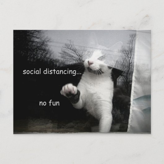 Social Distancing Kitten Briefkaart (Voorkant)