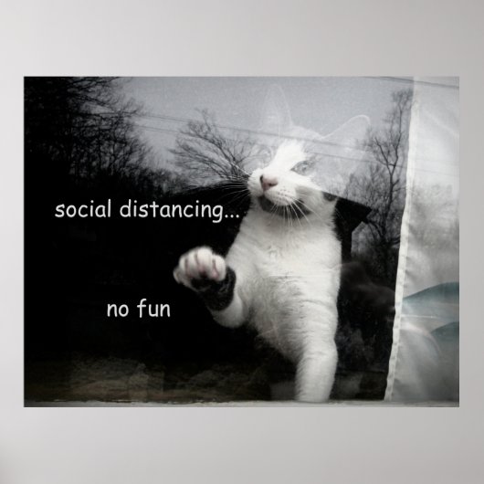 Social Distancing Kitten Poster (Voorkant)