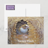 SOCIETY FINCH BRIEFKAART (Voorkant / Achterkant)