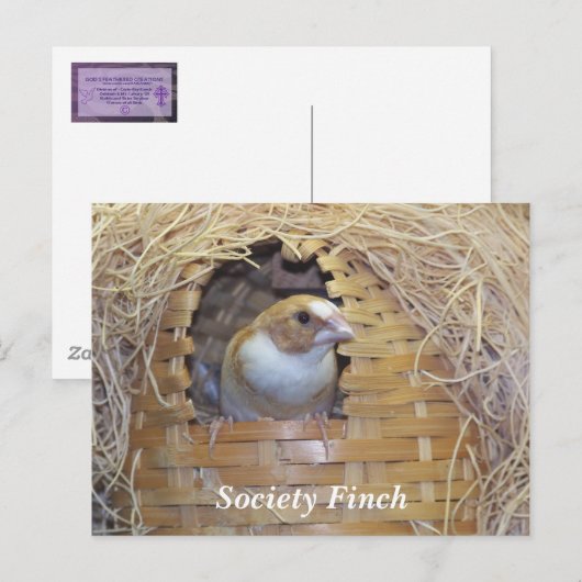 SOCIETY FINCH BRIEFKAART (Voorkant / Achterkant)