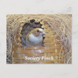 SOCIETY FINCH BRIEFKAART