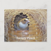 SOCIETY FINCH BRIEFKAART (Voorkant)