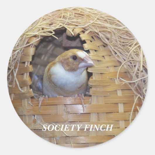 SOCIETY FINCH STICKER (Voorkant)