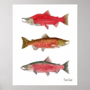 Sockeye, Chinook, Coho Salmon Poster