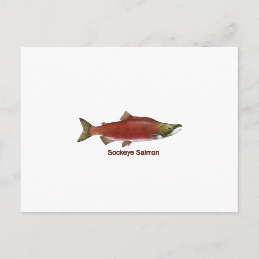 Sockeye - Rode zalm (titel) Briefkaart (Voorkant)