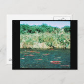 Sockeye Salmon Briefkaart (Voorkant / Achterkant)