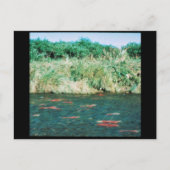 Sockeye Salmon Briefkaart (Voorkant)