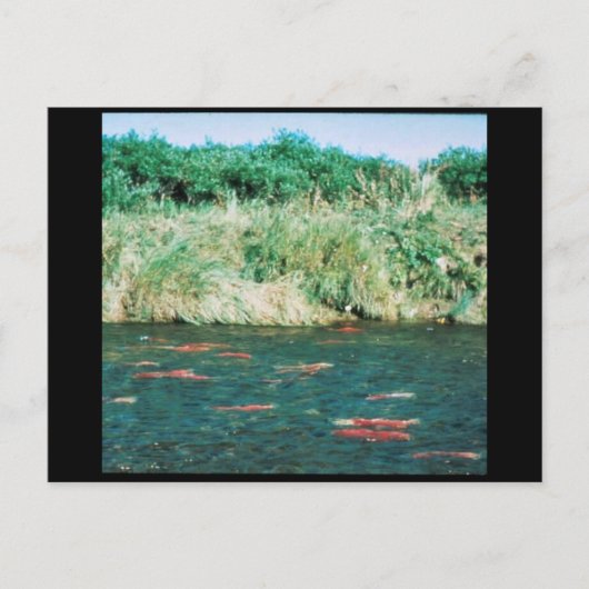 Sockeye Salmon Briefkaart (Voorkant)