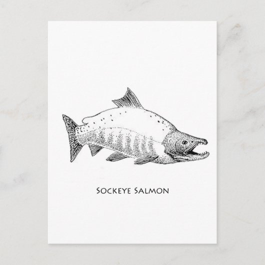 Sockeye Salmon line Art Briefkaart (Voorkant)