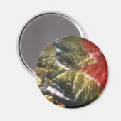 Sockeye Salmon Magneet (Voorkant / Achterkant)