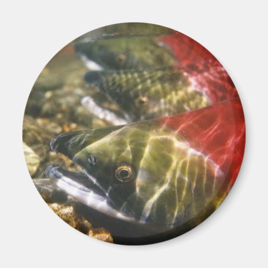 Sockeye Salmon Magneet (Voorkant)
