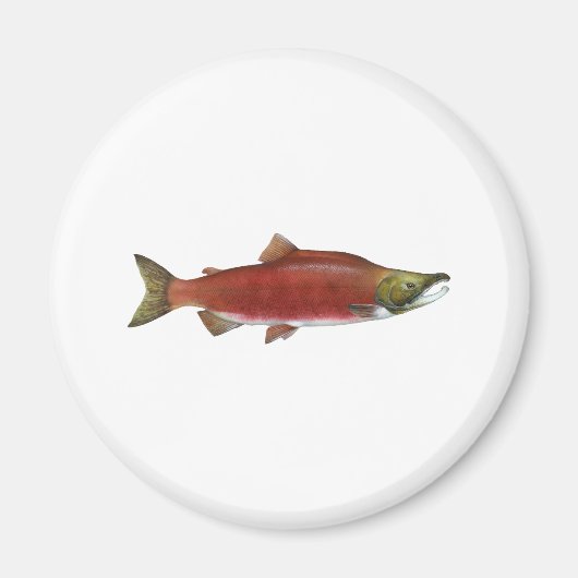 Sockeye Salmon Magneet (Voorkant)