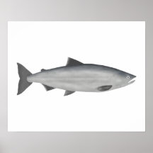 Sockeye Salmon - Ocean Phase