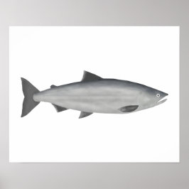 Sockeye Salmon - Ocean Phase Poster
