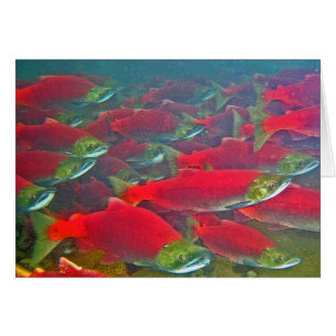Sockeye Salmon Spawning Run
