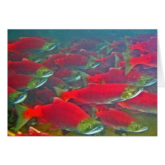 Sockeye Salmon Spawning Run (Voorkant Horizontaal)